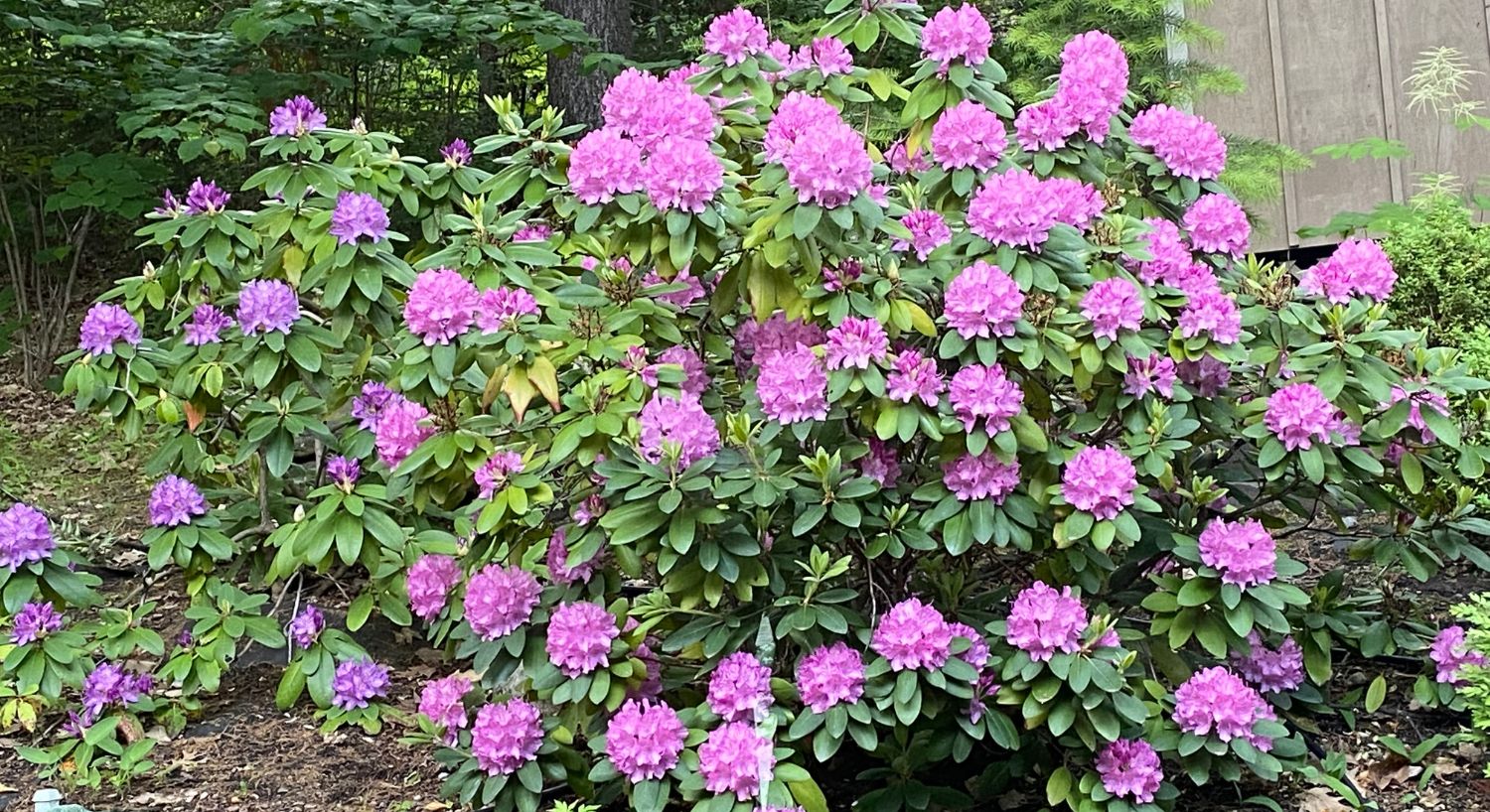 A large green bush full of bright pink flowers in bloom