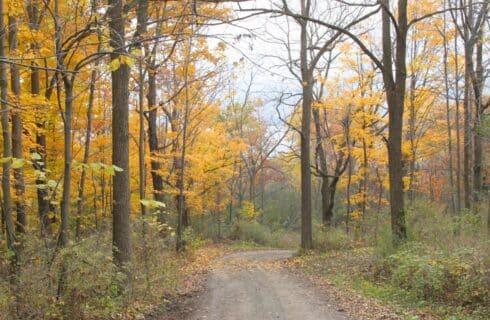 A winding road through a forest of fall colored trees