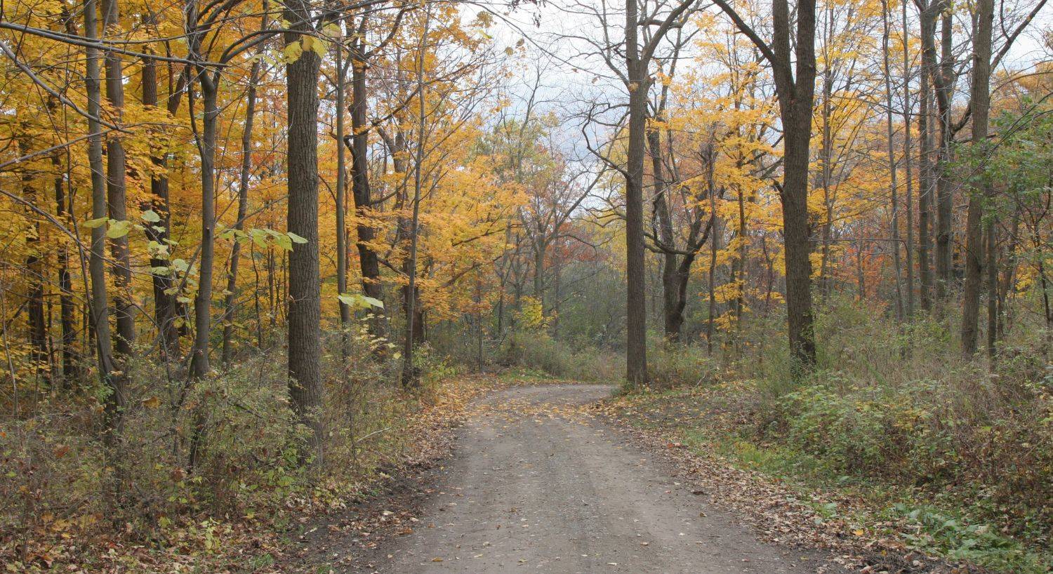 A winding road in the middle of a fall colored forest